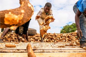 Workers unload a truck of harvested cassava roots.