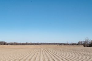 Mississippi farm field rows during the winter on January 29, 2022.