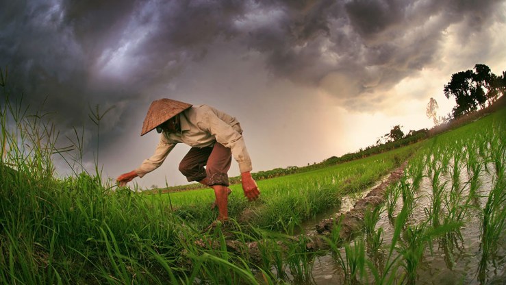 A person bends down to tend to a rice farm with a dark sky looming behind them.