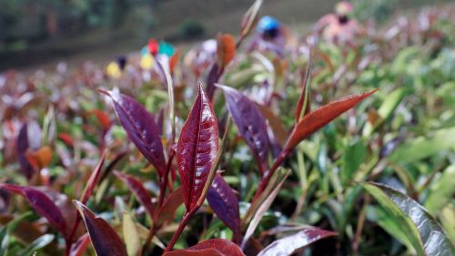 Purple tea leaves developed by the Tea Research Institute in Kenya. 
