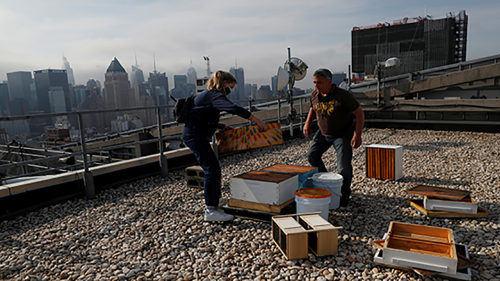 Urban beekeepers in New York City replenish a hive. 