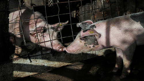 Pigs in their enclosure in the Dominican Republic