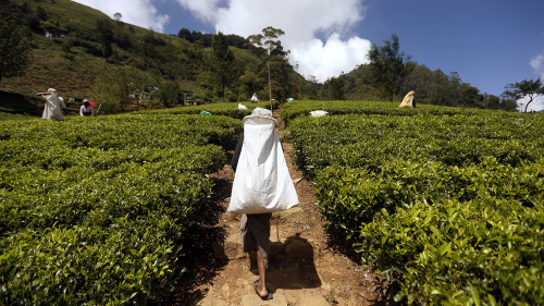 a worker walks in a Sri Lankan tea farm