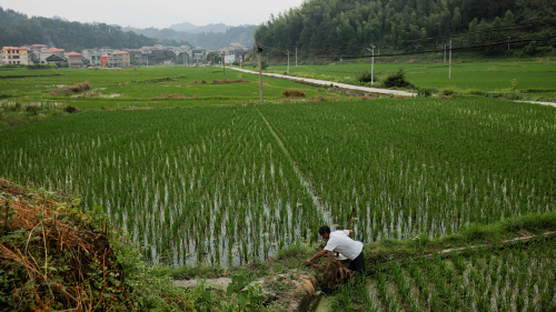 A farmer tends to his rice field in the village of Yangchao in Liping County, Guizhou province, China. 
