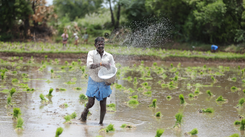 A man scatters seeds on a paddy field.