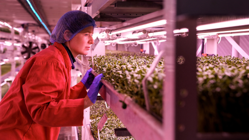 An underground farm located in a disused World War II bunker, that grows herbs and micro-greens using hydroponic technology and LED lighting powered by renewable energy, is pictured in London, Britain.