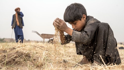 Ahmad Vali, a nine-year-old, works in a wheat field on the outskirts of Herat, Afghanistan. Over 90 percent of Afghans have been suffering from food insecurity since August. 