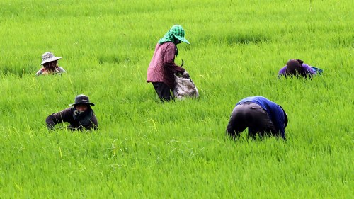 Farmers cut grasses at a rice field in Ayutthaya province, central Thailand.