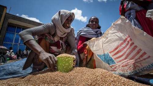 An Ethiopian woman scoops up portions of wheat to be allocated to each waiting family in the Tigray region of northern Ethiopia. Local officials have reported hundreds of hunger deaths in recent weeks after the US and the UN paused food aid for one-sixth of the country's population over massive theft of the aid. 