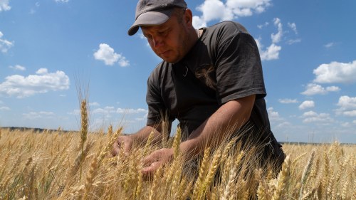 Farmer Andriy Zubko checks wheat ripeness on a field in Donetsk region, Ukraine. Russia’s suspension of the Black Sea Grain Initiative leaves farmers concerned about how they will export their harvests.