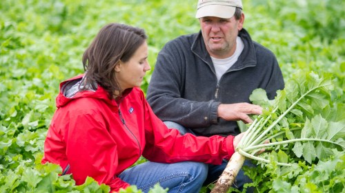 A woman and man crouch down in a field of cover crops and examine the plants.