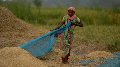 A woman works after harvesting rice crop in a paddy field on the outskirts of Guwahati, India. Countries worldwide are still scrambling to secure rice after a partial ban on exports by India cut supplies by roughly a fifth. 