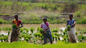 Three women harvest vegetation in a field in India.