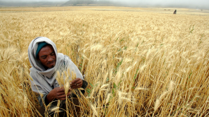 An Ethiopian man examines his wheat crop near Korem in a northern Tigray province.