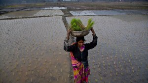 An Indian woman carries saplings on her head as she works in a paddy field on the outskirts of Gauhati, India.