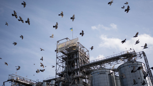 Birds fly around grain handling and storage facility in central Ukraine on November 10, 2023.